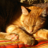 Photo de Guinness