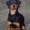 Photo de Orka