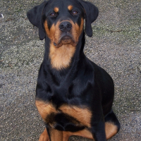 Photo de profil de Orka