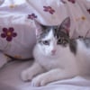 Photo de Crapule