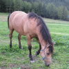 Photo de Safrana