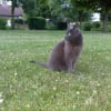 Photo de Pupuce