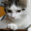Photo de Gypsy