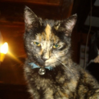 Photo de profil de Chealsy 