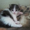 Photo de Choupette