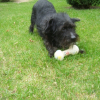 Photo de Milou