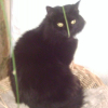 Photo de Tarentule