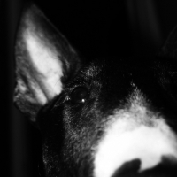 Photo de profil de Elvis
