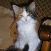 Photo de Kitty, Persan