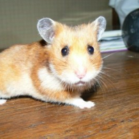 Photo de profil de Hamsterette