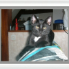 Photo de Bandit