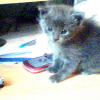 Photo de Gribouille