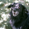 Photo de Balto