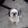 Photo de Dipsy