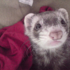 Photo de Nala