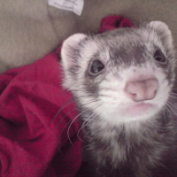 Photo de profil de Nala