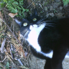 Photo de Kitty