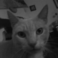 Photo de profil de Snoopy