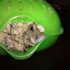 Photo de Biscotte, Hamster