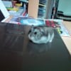 Photo de Speedy
