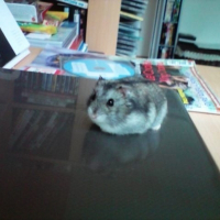 Photo de profil de Speedy