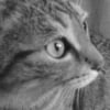 Photo de Luna