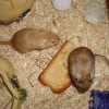 Photo de Tutti et frutti
