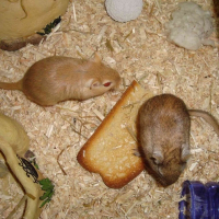 Photo de profil de Tutti et frutti