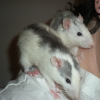 Photo de Grisette et ruby