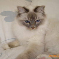 Photo de profil de Crystal
