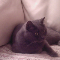 Photo de profil de Opium