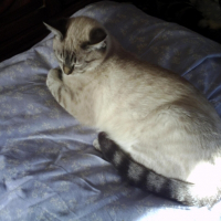 Photo de profil de Kyarha