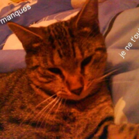 Photo de profil de Diezel