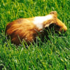 Photo de Panpan le cochon d'inde