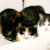 Photo de Basile et carotte
