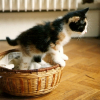 Photo de Carotte