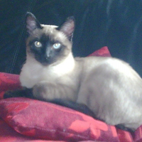 Photo de profil de Dalton