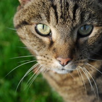 Photo de profil de Toga