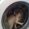 Photo de Pistache