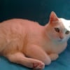 Photo de Pépito