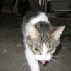 Photo de Mistinguette