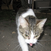 Photo de profil de Mistinguette