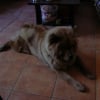 Photo de Chamalow