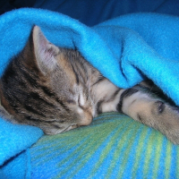 Photo de profil de Bamboo