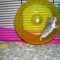 Photo de profil de Chikadou