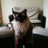 Photo de Alonzo, Ragdoll