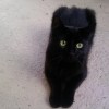 Photo de Reglisse