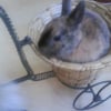 Photo de Yankee