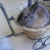 Photo de profil de Yankee
