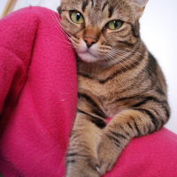 Photo de profil de Llinga